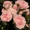 'New Dawn' Climbing Rose -Roots Plants SHR0089 1
