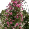 'Parade' Climbing Rose -Roots Plants SHR0091 1