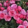 'Bridal Wishes®' Shrub Rose -Roots Plants SHR0092 1