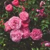 'My Beloved Father®' Shrub Rose -Roots Plants SHR0093 1