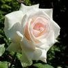 'Swan Lake' Climbing Rose -Roots Plants SHR0094 1