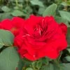 'Jewel In The Crown®' Shrub Rose -Roots Plants SHR0095 1