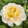 'Ray Of Sunshine®' Shrub Rose -Roots Plants SHR0096 1