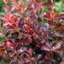 Best Mixed Coastal Hedging | Growers' Choice 15 Best Mixed Coastal Hedging | Growers' Choice -Roots Plants SHR0167 1 577cfd77 1828 48c9 89b4 bedca3f28d90