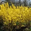Golden Bells | Forsythia Intermedia 'Spectabilis' -Roots Plants SHR0170 1