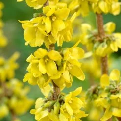 Best Mixed Coastal Hedging | Growers' Choice 13 Best Mixed Coastal Hedging | Growers' Choice -Roots Plants SHR0170 2 fde99b14 469a 4421 bfc4 bb3b9d44308d