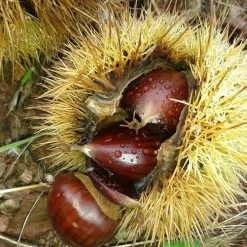 A Completely Edible Hedge | 3/5/10/20m Packs -Roots Plants SHR0200 8 3afe6535 a52c 4968 8fef 9534dc43ae3c
