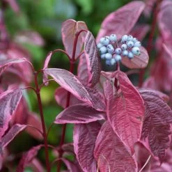 Best Value Cornus Collection | Winter Hedging -Roots Plants SHR0201 3 6c724d71 b140 4168 ad05 561da55bcb19