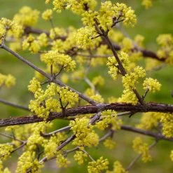 Best Mixed Native Wildlife Hedging | Growers' Choice -Roots Plants SHR0203 3