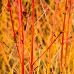 Livestock Friendly Farm Hedging | Growers' Choice | BN11 Compliant -Roots Plants SHR0205 1 acb46d59 63e6 4f13 9f3c da245b8922f1