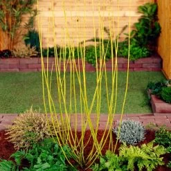 Best Value Cornus Collection | Winter Hedging -Roots Plants SHR0207 2 68af85ed 9881 4b65 b6fd 357635d4ebe6