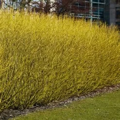 Best Value Cornus Collection | Winter Hedging -Roots Plants SHR0207 3 b70f8cab 3fbc 4fea b2ed c8df511ce172