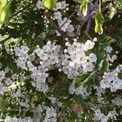 Livestock Friendly Farm Hedging | Growers' Choice | BN11 Compliant -Roots Plants SHR0210 2 3c70f8ee c33f 45cb 9a4b aed5025c6fc7