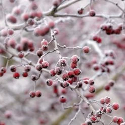 All Seasons Hedging | Growers' Choice -Roots Plants SHR0210 6 db006dde e232 40fc a1d6 5d61d21e7bf3