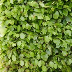 Livestock Friendly Farm Hedging | Growers' Choice | BN11 Compliant -Roots Plants SHR0215 3 74598a1b 4eb7 40ef b021 bf2ac4af8c5e