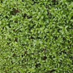 Fast Growing Evergreen Hedging Wildlife Mix | Growers' Choice -Roots Plants SHR0225 2 0a078499 cb87 471e b521 23b157f3fe2e