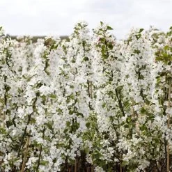 Ultimate Flowering Hedge | Growers' Choice -Roots Plants SHR0229 2 bf771328 6098 4068 b17a f9cc722a3908