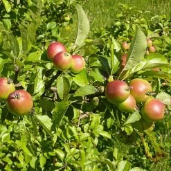 All Seasons Hedging | Growers' Choice -Roots Plants SHR0229 6 d11146dc 1340 42da b37c 8c79d5a56dd2