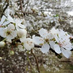 Livestock Friendly Farm Hedging | Growers' Choice | BN11 Compliant -Roots Plants SHR0235 1 95cb19da d446 4c9b b99f 11d515b0de2b