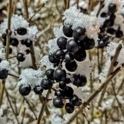 A Completely Edible Hedge | 3/5/10/20m Packs -Roots Plants SHR0240 4 ff6bfad9 d4da 4434 a40c 6aa7c3306443