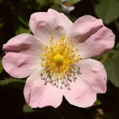 Ultimate Flowering Hedge | Growers' Choice -Roots Plants SHR0246 1