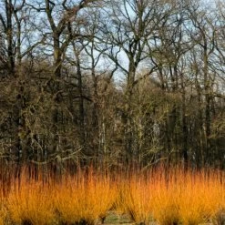 Fast Growing Evergreen Hedging Wildlife Mix | Growers' Choice -Roots Plants SHR0252 3 fe5f10e4 3c5c 440f 876c 3892ceb5ff5e