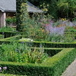 Common Yew | Taxus Baccata 14 Common Yew | Taxus Baccata -Roots Plants SHR0261 3