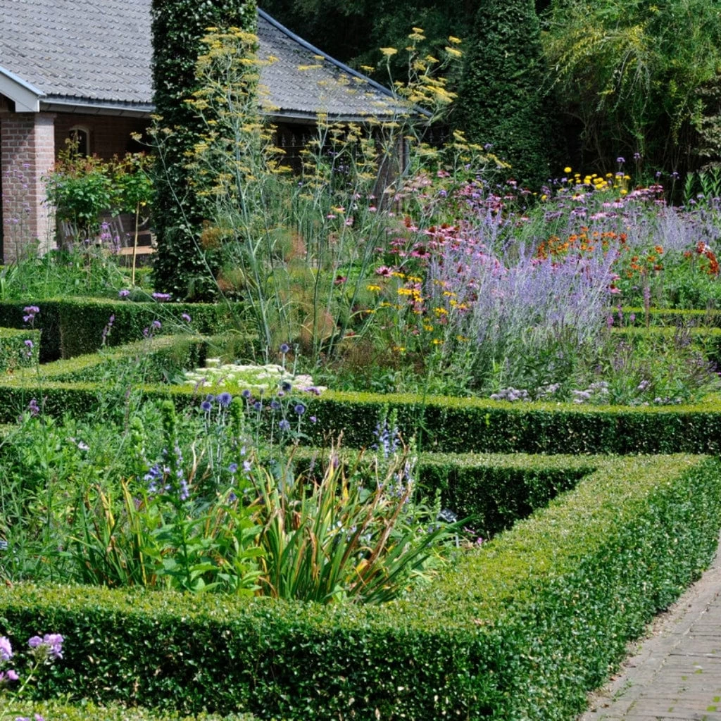 Common Yew | Taxus Baccata 8 Common Yew | Taxus Baccata - Image 6