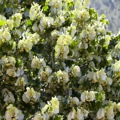 Fast Growing Evergreen Hedging Wildlife Mix | Growers' Choice -Roots Plants SHR0263 4 e126b2d1 241b 466a 847e 12cdb3686ee0