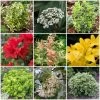 Best Small Evergreen Shrubs -Roots Plants SHRCOL1 1