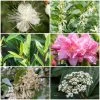 Best Flowering Evergreen Shrubs 2 Best Flowering Evergreen Shrubs -Roots Plants SHRCOL10 1