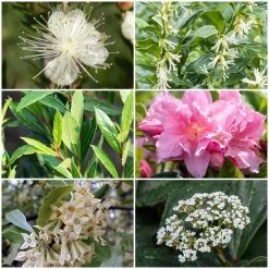 Best Flowering Evergreen Shrubs