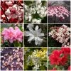 Best Flowering Shrubs -Roots Plants SHRCOL13 1