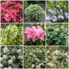 Best Evergreen Shrubs -Roots Plants SHRCOL16 1