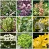 Best Shrubs For Borders 2 Best Shrubs For Borders -Roots Plants SHRCOL19 1