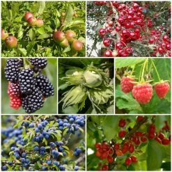 A Completely Edible Hedge | 3/5/10/20m Packs