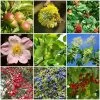 Best Mixed Native Wildlife Hedging | Growers' Choice -Roots Plants SHRCOL23 1 9c69c28b 7f21 4839 930b b5df15d01485