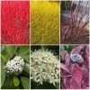 Best Value Cornus Collection | Winter Hedging -Roots Plants SHRCOL26 1 98e5650f 3d8b 4f0d afcf 959e7b4d4ed5