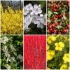 All Seasons Hedging | Growers' Choice 1 All Seasons Hedging | Growers' Choice -Roots Plants SHRCOL28 1