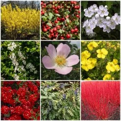 All Seasons Hedging | Growers' Choice -Roots Plants SHRCOL29 1