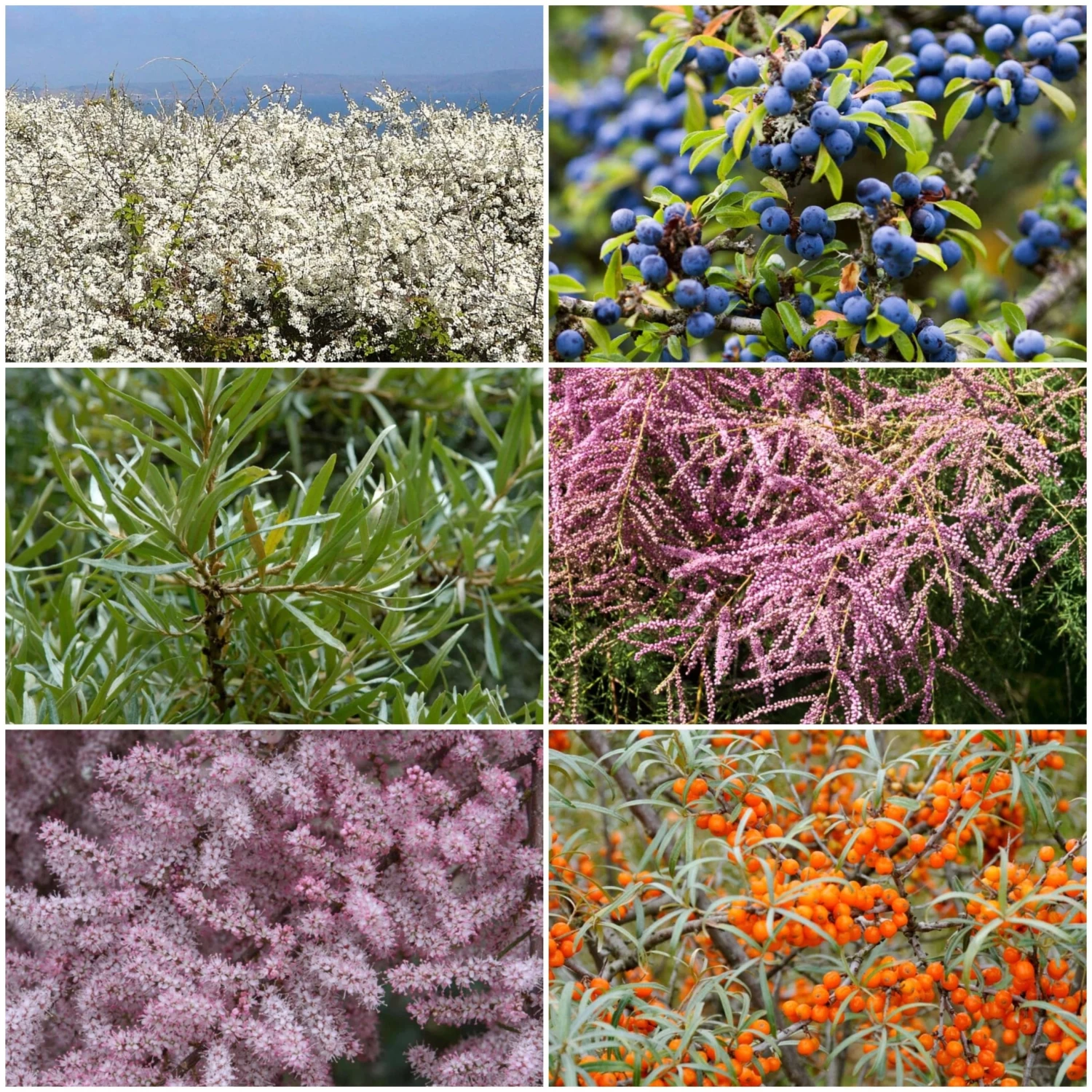 Best Mixed Coastal Hedging | Growers' Choice 3 Best Mixed Coastal Hedging | Growers' Choice