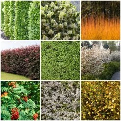 Fast Growing Evergreen Hedging Wildlife Mix | Growers' Choice -Roots Plants SHRCOL38 1