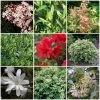 Best Shrubs For Shade -Roots Plants SHRCOL7 1