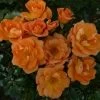'Sweet Magic' Patio Shrub Rose 1 'Sweet Magic' Patio Shrub Rose -Roots Plants SWEET MAGIC 2 c1eb433c 75ec 48b9 ba0b c4aa540a2a3a