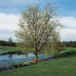 Corkscrew Willow | Salix Matsudana 'Tortuosa'