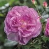 'Saphir' Shrub Rose -Roots Plants Saphir 4