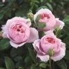 'Schöhne Maid' Hybrid Tea Rose -Roots Plants Schone Maid 1
