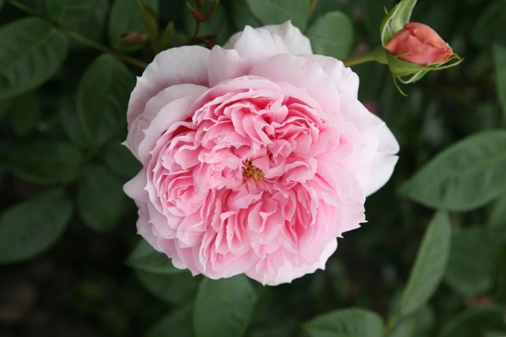 'Schöhne Maid' Hybrid Tea Rose 4 'Schöhne Maid' Hybrid Tea Rose - Image 2