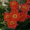 'Sunseeker' Patio Shrub Rose -Roots Plants Sunseeker Dicracer ce84e68f 7502 4935 92e5 1794252fcbf2