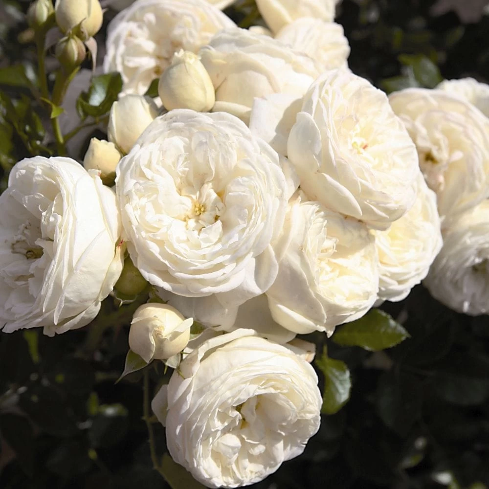 'Sweet Child Of Mine' Floribunda Rose 3 'Sweet Child Of Mine' Floribunda Rose